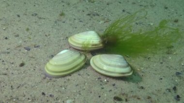 Yumuşakçalar, Karadeniz 'de (Donax trunculus), kısaca Donacidae familyasından bir çift kapakçık türüdür.. 