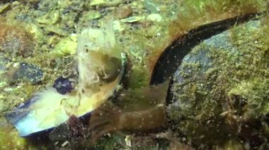 Balık midye yiyip yiyor. Dokunaçlı blenny (Parablennius tentacularis). Erkek altta, orta atışta. Karadeniz.