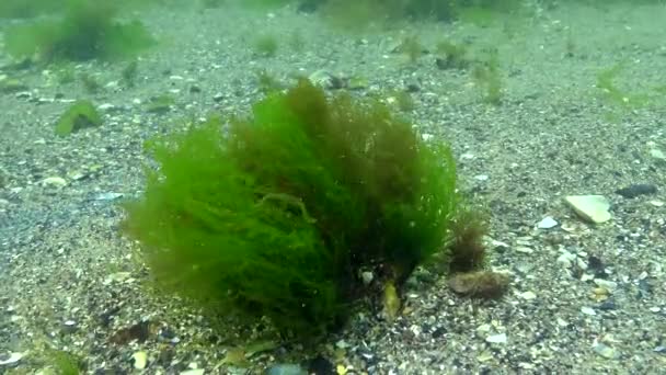 Algas Verdes Saem Movimento Água Mar Negro — Vídeo de Stock