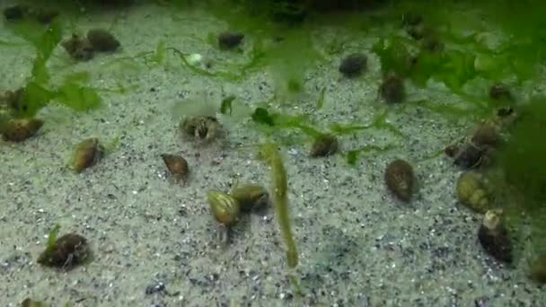 Короткорылый Морской Конёк Hippocampus Hippocampus Плавает Среди Водорослей Черное Море — стоковое видео