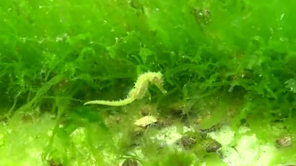 Kurzschnauziges Seepferdchen Hippocampus Hippocampus Schwimmt Zwischen Algen Schwarzes Meer Bucht — Stockvideo