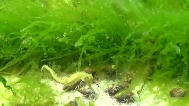 Cavalo Marinho Focinho Curto Hippocampus Hippocampus Nada Entre Algas Mar — Vídeo de Stock
