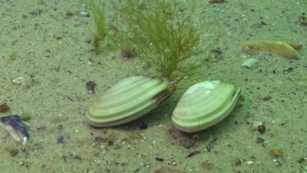 Mollusk Γρήγορα Σκάβει Στην Άμμο Μαύρη Θάλασσα Donax Trunculus Απότομη — Αρχείο Βίντεο