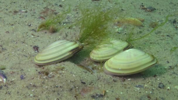 软体动物在沙中快速地钻洞 Donax Trunculus 一种突发性的楔形壳 Wedge Shell 或楔形蛤 Wedge Clam 是多纳西迪科中的一种双壳生物 — 图库视频影像