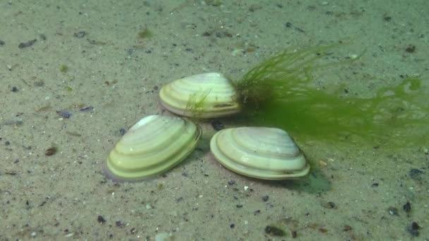 Моллюск Быстро Норы Песок Черное Море Donax Trunculus Резкий Клин — стоковое видео