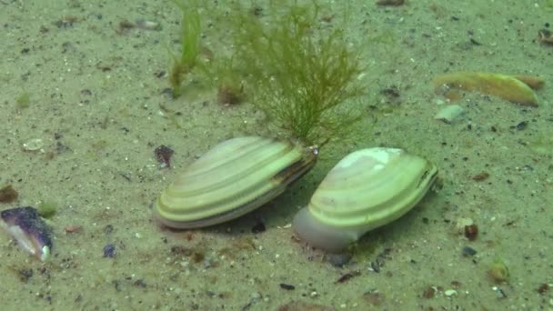 Mollusco Rapidamente Tane Nella Sabbia Mar Nero Donax Trunculus Guscio — Video Stock