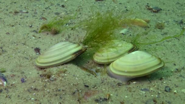 Molusco Rapidamente Toca Areia Mar Negro Donax Trunculus Casca Cunha — Vídeo de Stock