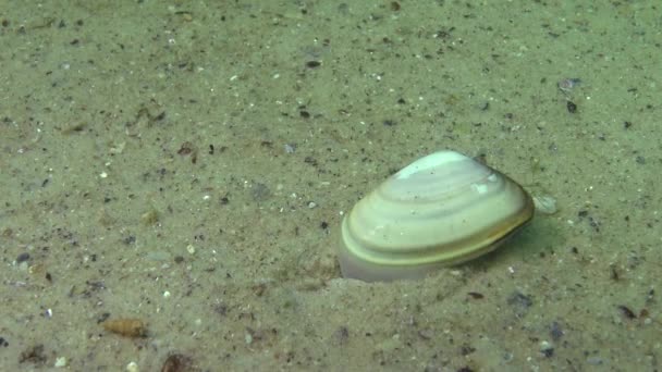 Mollusque Enfouit Rapidement Dans Sable Mer Noire Donax Trunculus Coquille — Video