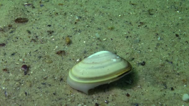 軟体動物はすぐに砂 ドナックス トランクス 突然のくさび殻またはくさび貝で ドナシード科の二枚貝種です — ストック動画