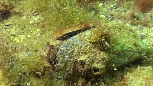 Tentacled Blenny Parablennius Tentacularis Male Bottom Medium Shot Black Sea — Stock Video