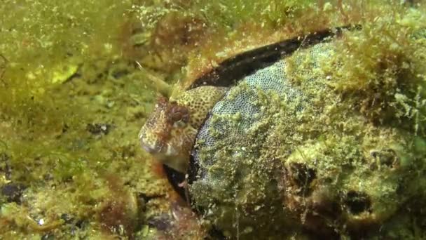 Tentakelblenny Parablennius Tentacularis Der Rüde Ist Unten Mittlerer Schuss Schwarzes — Stockvideo