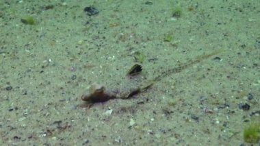 Denizci ejderhası (Callionymus pusillus). Karadeniz