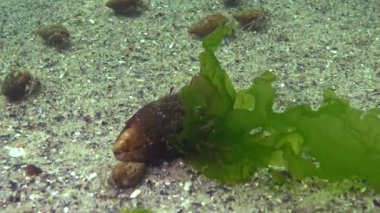 Enteromorpha yeşil Alga Clam kabuk Mussel üzerinde büyüdü. Karadeniz