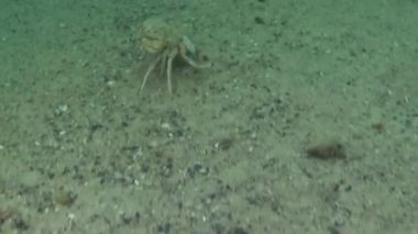 Kadın yengeç (Macropipus holsatus) hızlı bir şekilde kum içine Burrows, Karadeniz