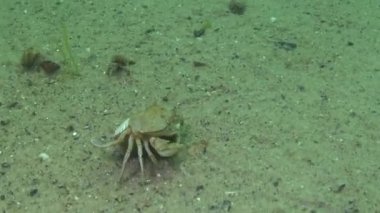 Kadın yengeç (Macropipus holsatus) hızlı bir şekilde kum içine Burrows, Karadeniz