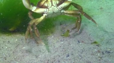 Büyük yeşil yengeç (Karsinus maenas) kum üzerinde hızlı çalışır ve dalgıç parmağı saldırıları. İnvazif türler, Karadeniz