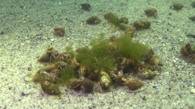 Çok sayıda küçük münzevi yengeç (Diogenes pugilator). Karadeniz. Ukrayna