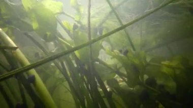 Nuphar lutea, sarı nilüfer veya brendi şişesi. Güney Bug Nehri'ndeki su tesisi, Ukrayna