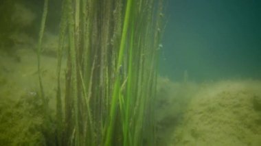 Güney Bug Nehri yakınlarındaki bir granit ocağında sualtı tatlı su bitkileri, Migeya köyü, Ukrayna