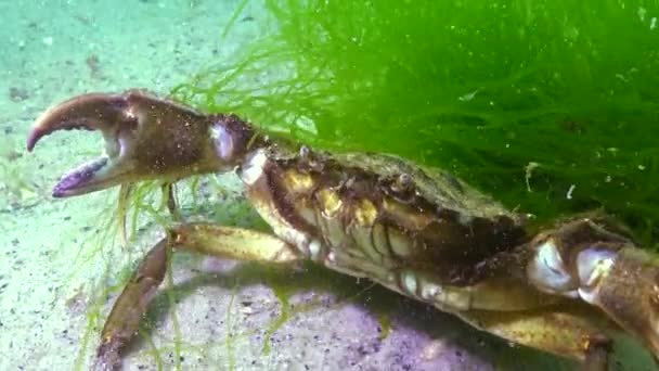 Великий Зелений Краб Carcinus Maenas Інвазивні Види Чорне Море — стокове відео