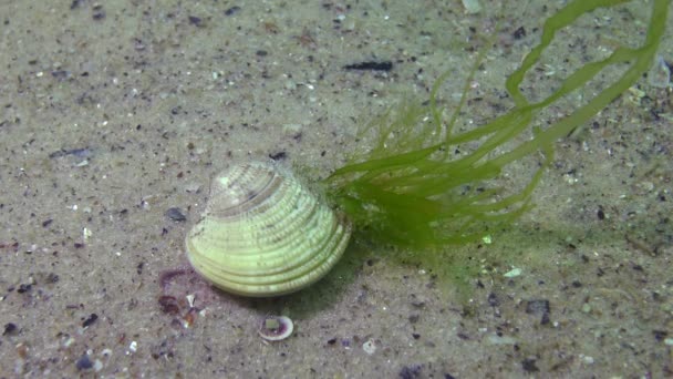 Las Algas Verdes Enteras Crecían Almejas Chamelea Gallina Mar Negro — Vídeo de stock