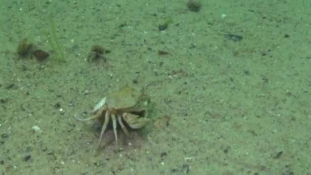 Caranguejo Fêmea Macropipus Holsatus Rapidamente Toca Areia Mar Negro — Vídeo de Stock