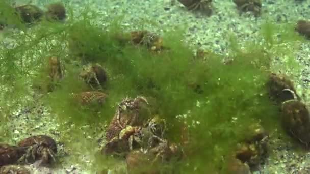 Un grand nombre de Petit crabe ermite (Diogenes pugilator). Mer Noire. Ukraine