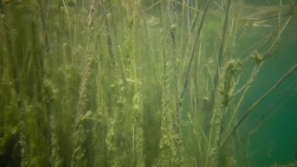 ウクライナ ミゲヤ村南部バグ川近くの花崗岩採石場の水中淡水植物 — ストック動画