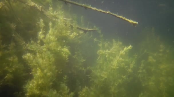 Plantas Água Doce Submersas Uma Pedreira Granito Perto Rio Bug — Vídeo de Stock
