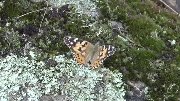 ヴァネッサ カルドゥイは有名なカラフルな蝶で 塗装された女性として知られています — ストック動画