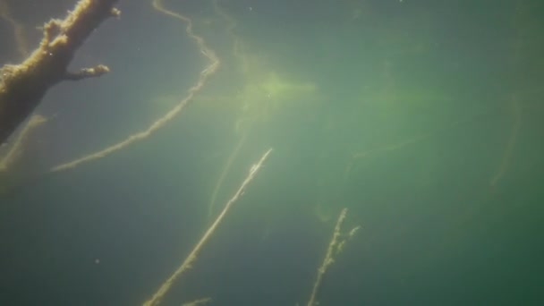 在乌克兰米盖亚村南Bug河附近的花岗岩采石场 被藻类树木淹没和过度生长 — 图库视频影像
