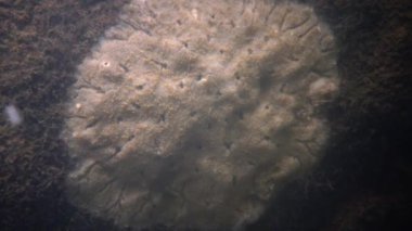 Güney Bug Nehri'nde granit kaya üzerinde tatlı su süngeri, Ukrayna