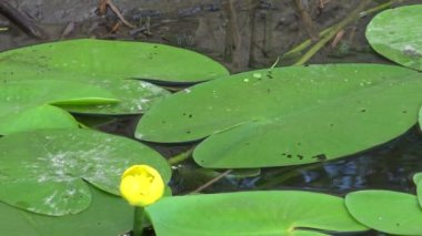Nuphar lutea, sarı nilüfer veya brendi şişesi. Güney Bug Nehri'ndeki su tesisi, Ukrayna