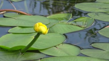 Nuphar lutea, sarı nilüfer veya brendi şişesi. Güney Bug Nehri'ndeki su tesisi, Ukrayna