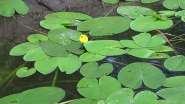 Nuphar lutea, sarı nilüfer veya brendi şişesi. Güney Bug Nehri'ndeki su tesisi, Ukrayna
