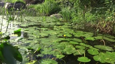 Nuphar lutea, sarı nilüfer veya brendi şişesi. Güney Bug Nehri'ndeki su tesisi, Ukrayna