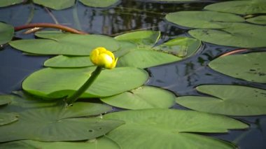 Nuphar lutea, sarı nilüfer veya brendi şişesi. Güney Bug Nehri'ndeki su tesisi, Ukrayna