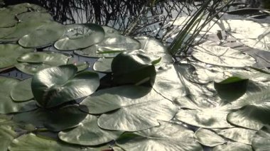 Nuphar lutea, sarı nilüfer veya brendi şişesi. Güney Bug Nehri'ndeki su tesisi, Ukrayna