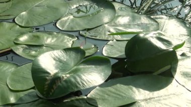 Nuphar lutea, sarı nilüfer veya brendi şişesi. Güney Bug Nehri'ndeki su tesisi, Ukrayna