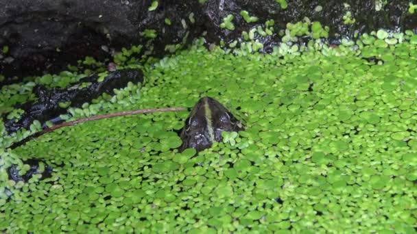 Болотная Лягушка Pelophylax Ridibundus Среди Утконосов Плавающих Воде Вблизи Реки — стоковое видео