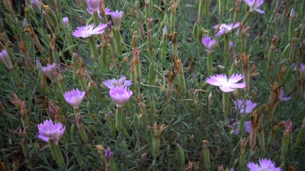 Dianthus Hypanicus Endemic Species Herbaceous Plants Banks Southern Bug River — Stock Video