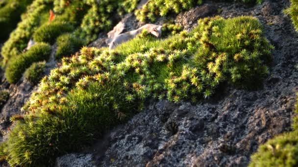 Grünes Moos Auf Einem Stein Ufer Des Südlichen Bug River — Stockvideo