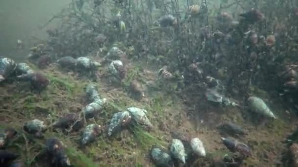 Gastropoda Air Tawar Atas Batu Sungai Bug Selatan Ukraina — Stok Video