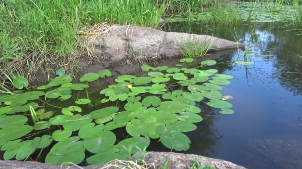 Nuphar Lutea Yellow Water Lily Faby Bottle Водная Станция Южном — стоковое видео