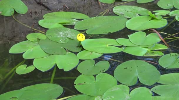 Nuphar Lutea Yellow Water Lily Brandy Bottle Water Plant Southern — Stock Video