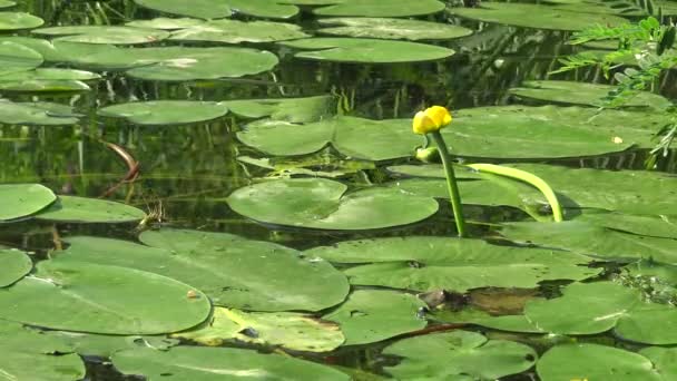Nuphar lutea, a sárga tavirózsa vagy a pálinka-palack. Vízerőmű a Southern bug River, Ukrajna