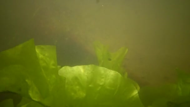 Nuphar Lutea Die Gelbe Seerose Oder Schnapsflasche Wasseranlage Südlichen Bug — Stockvideo