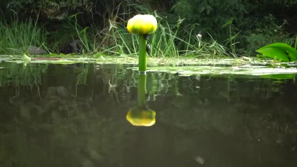 ヌッパルルテア 黄色の水ユリ またはブランデーボトル ウクライナ南部バグ川の水プラント — ストック動画