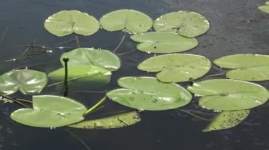 Nuphar lutea, sarı nilüfer veya brendi şişesi. Güney Bug Nehri'ndeki su tesisi, Ukrayna