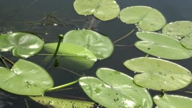 Nuphar lutea, sarı nilüfer veya brendi şişesi. Güney Bug Nehri'ndeki su tesisi, Ukrayna
